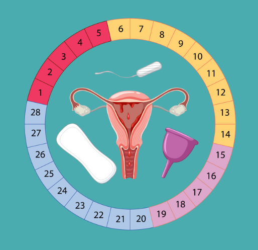 Menstrual cycle wheel with period products